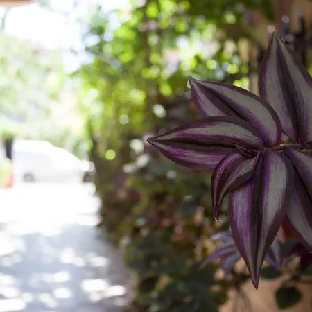 בית הארחה Violeta 7