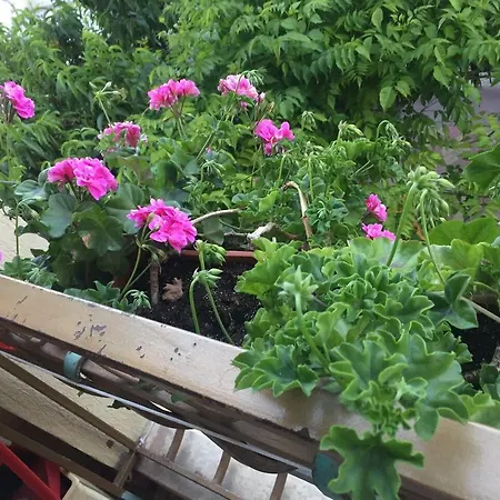 Violeta 7 בית הארחה 4*