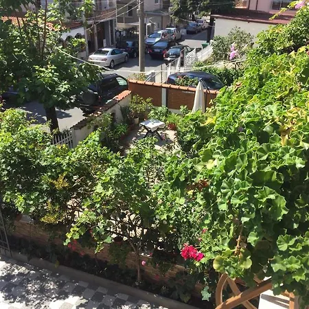 Violeta 7 4* נסבר