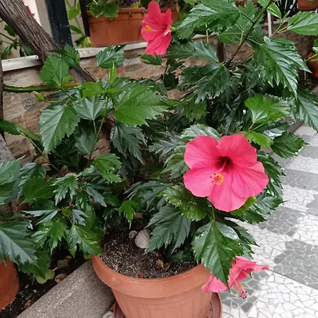 Violeta 7