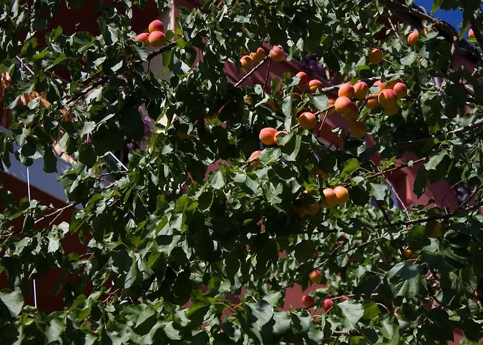 Gæstehus Violeta 7 Nessebar