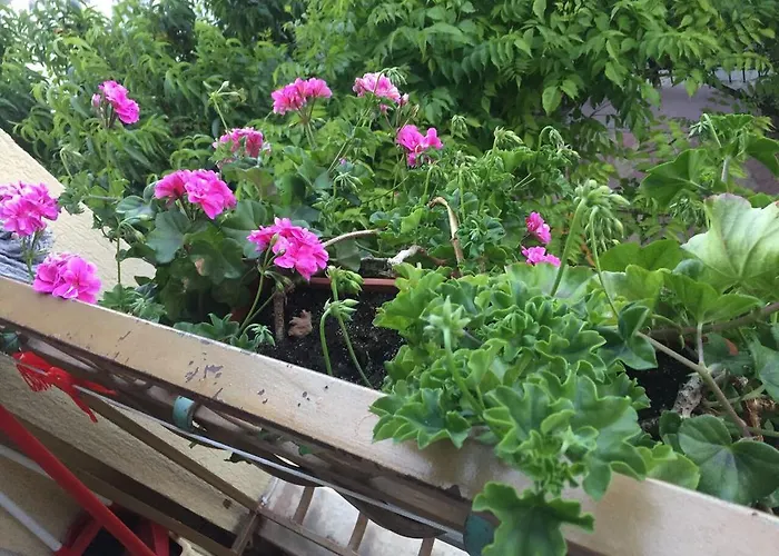 Violeta 7 Gæstehus 4*